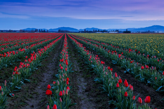 USA, Washington State, Mt. Vernon. Springtime tulips growing in field