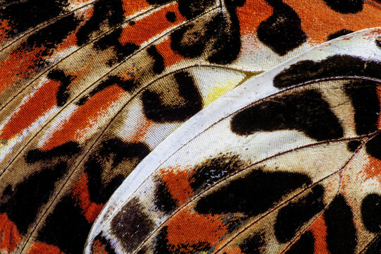 USA, Washington State, Sammamish. Butterfly wing detail