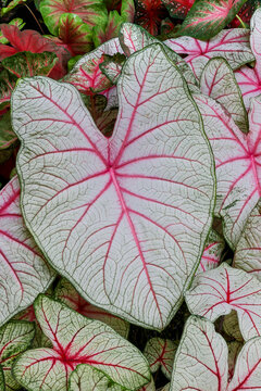 USA, Washington State, Sammamish. Tropical caladium leafed plants on deck in mass plantings
