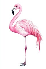 Obraz premium Elegant Pink Flamingo Standing on One Leg