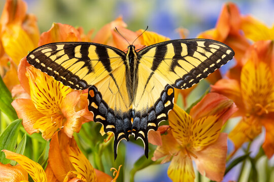 USA, Washington State, Sammamish. Eastern tiger swallowtail buttery on Peruvian lily, Alstroemeria