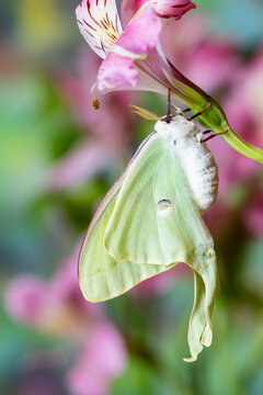 USA, Washington State, Sammamish. Luna silk moth lime green with long tail on hind wings