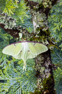USA, Washington State, Sammamish. Luna female silk moth wings open resting on lichen covered branch.