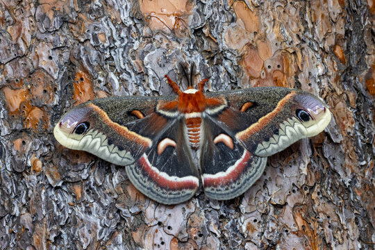 USA, Washington State, Sammamish. Red robin silk moth on ponderosa pine bark