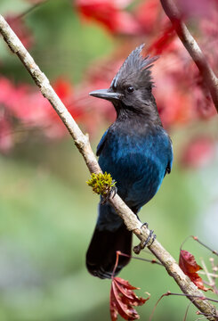 USA, Washington State, Sammamish. Stellar jay on Japanese maple with fall colors