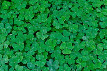 USA, Washington State, Bellevue. Bellevue Botanical Garden, oxalis green carpeting the ground