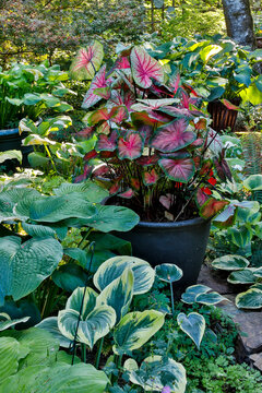 USA, Washington State, Sammamish. Newly planted garden with coleus, hosta. Caladium. (PR)