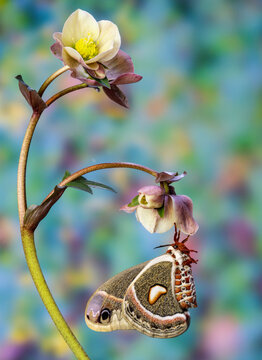 USA, Washington State, Sammamish. Female Hyalophora Columbia hanging on hellebore flower