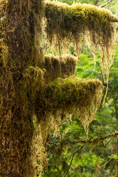 USA, Washington State, Olympic National Park. Sol Duc Trailhead, common witch's hair.