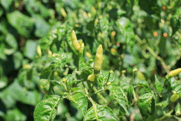 Chili tree in the organic  garden. Scientific name is Capsicum annuum. Agricultural land ready for harvest.