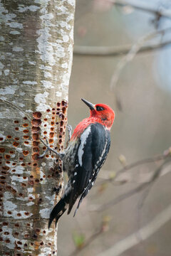USA, Washington State. A Red-breasted Sapsucker (Sphyrapicus ruber) visits one of its sap wells, in an alder tree in Kirkland.