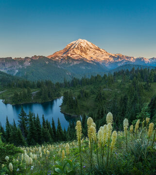 USA, Washington State. Beargrass (Xerophyllum tenax) wildflowers from the flank of Tolmie Peak, at Eunice Lake. Mt. Rainier National Park. Digital composite.