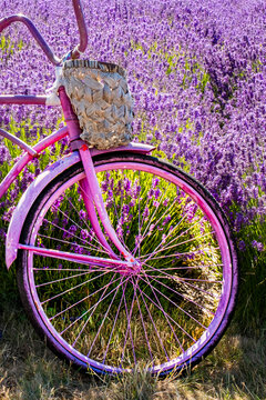 Lavender and bicycle, Sequim, Washington State.