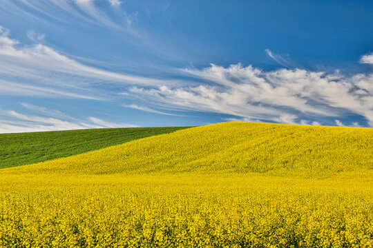 USA, Washington State, Palouse. Rolling hills in the town of Pullman.