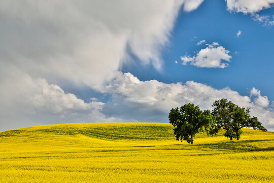 USA, Washington State, Palouse. Storm clouds advancing over Pullman.