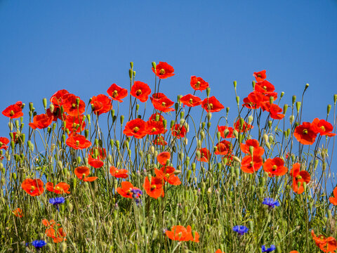 USA, Washington State, Palouse. Bright red poppies and blue bachelor button flowers with bright blue sky.
