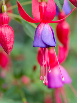 USA, Washington State, Auburn. Close-up of a pink and purple single bloom fuchsia flower with bright pink sepals and a purple corolla.