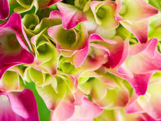 USA, Washington State, Auburn. Close-up of a pink and green hydrangea flower.