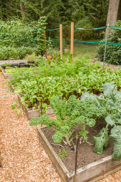 Issaquah, Washington State, USA. Row of raised bed gardens, with Dutch Blue Scotch kale in the foreground bed, then Red Ace beets, then carrots, in a woodsy area.