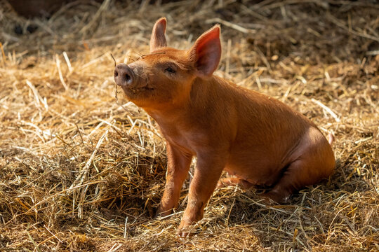 Chimacum, Washington State, USA. One week old Tamworth pig piglet sitting in straw