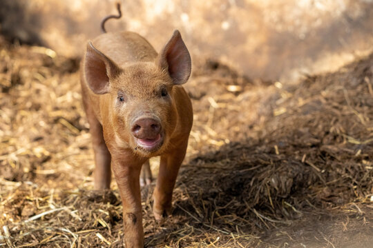 Chimacum, Washington State, USA. Tamworth pig piglet, 1 week old