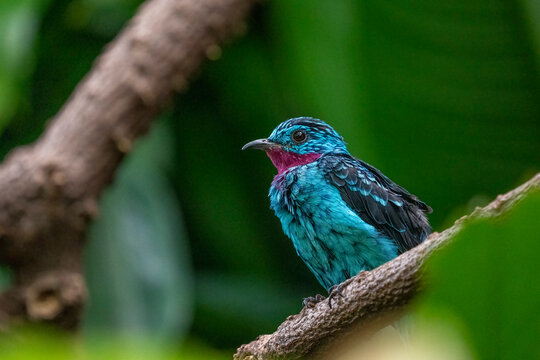 Seattle, Washington State, USA. Male Spangled cotinga (Cotinga cayana) bird resting on a branch
