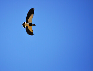 Tero in full flight, also called queltehue