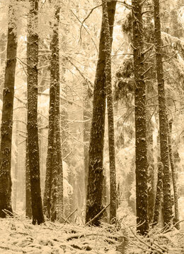 USA, Washington State. Tiger Mountain, snow covered trees.