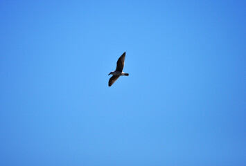Obraz premium Batuco wetland, Gull in full flight