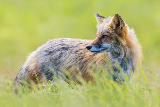 Red fox vixen portrait, Washington State, USA