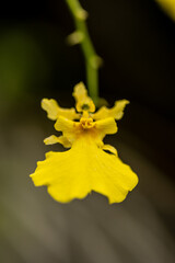 Obraz premium yellow flower macro
