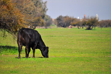 Black cow grazing in the meadow