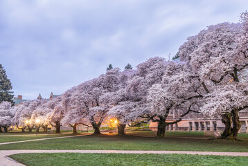 USA, Washington State, Seattle. University of Washington Quad at dawn. (Editorial Use Only)