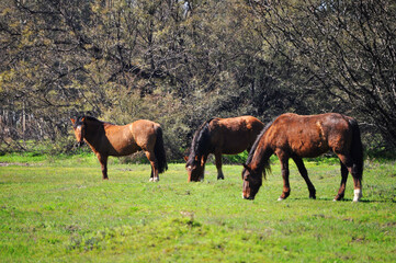 Group of horses grazing in the field