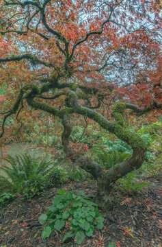 USA, Washington State, Seattle. Autumn splendor