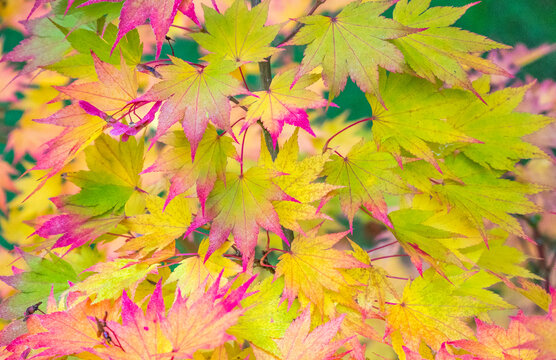 USA, Washington State, Sammamish Japanese Maple leaves fall colors in gold and reds