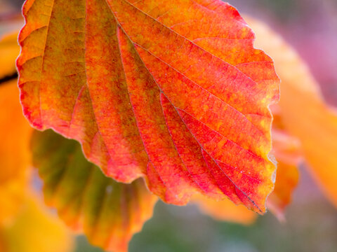 USA, Washington State, Sammamish witch hazel leaves fall colors in orange