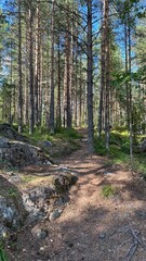 path in the forest