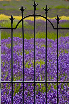 USA, Sequim, Washington State, field of Lavender with metal art