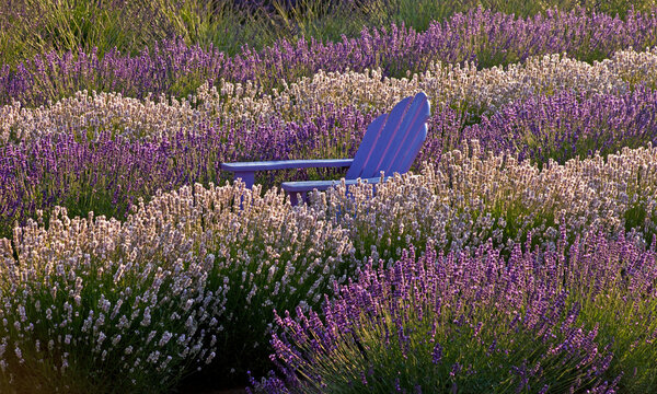 USA, Sequim, Washington State, field of Lavender with lone Lavender chair