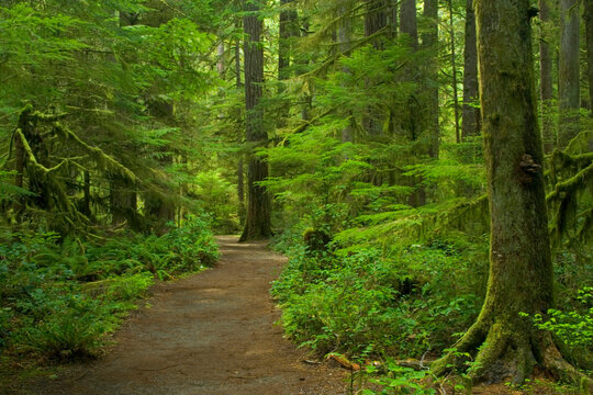 USA, Washington State, Olympic National park and tail Sol Duc trail