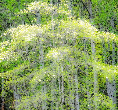USA, Washington State, Snoqualmie forest edge in spring with dogwoods blooming.