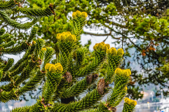 Monkey puzzle tree blooming, Washington State. Native to New Caledonia.