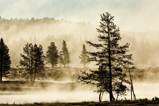 Silhouetted trees along Yellowstone River, Hayden Valley, Yellowstone National Park (Wyoming, Montana).