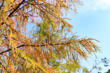 Golden Autumnal Embrace: A Symphony of Colors