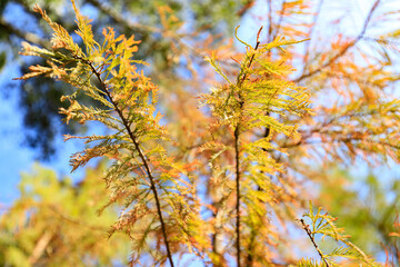 Golden Autumnal Embrace: A Symphony of Colors