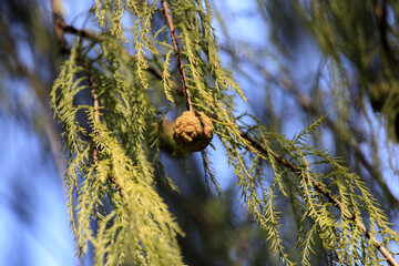 A Solitary Cypress Cone Hanging Precariously