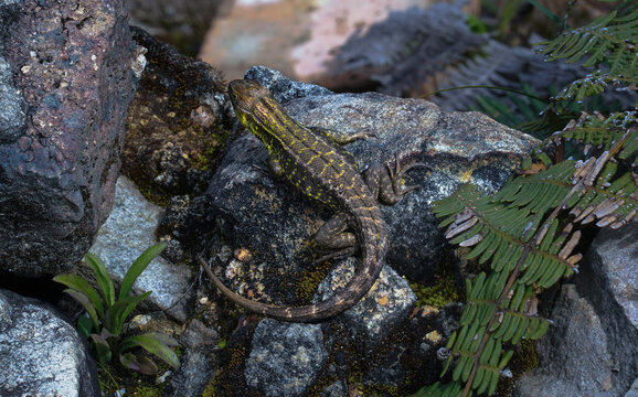A brown crested lizard (Stenocercus dracopennatus) basks on a rock.