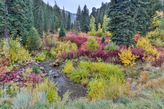 USA, Wyoming, Hoback, on Highway 89 south of Jackson small stream edged by fall colors with dogwood and willows