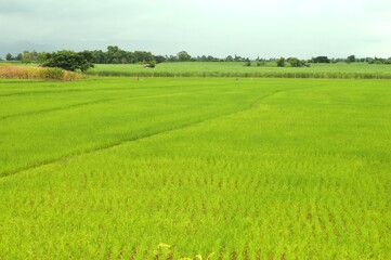Fototapeta premium landscape of rice field in the countryside